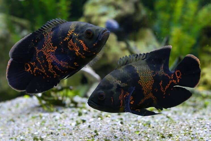 Coppia di Oscar Fish