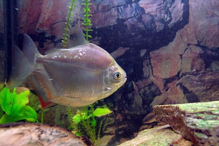 Aspetto del pesce dollaro d'argento
