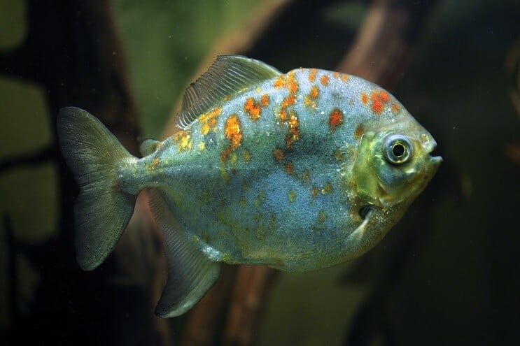 Pesce dollaro d'argento con gancio rosso