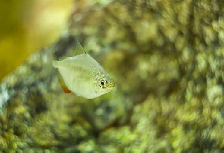 Pesce dollaro d'argento