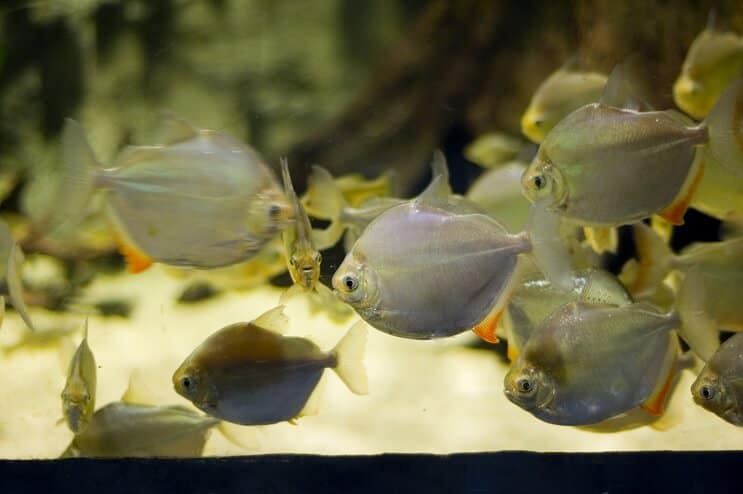 Pesce dollaro d'argento che nuota