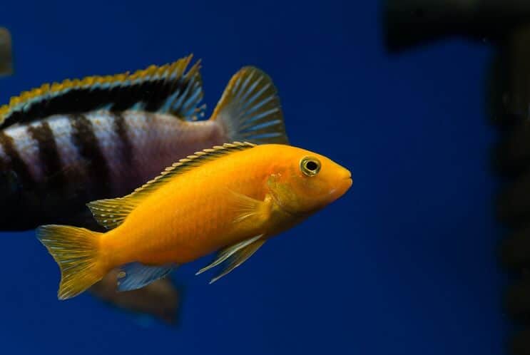 Cichlid africano giallo