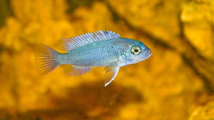 Cichlid zebra blu cobalto