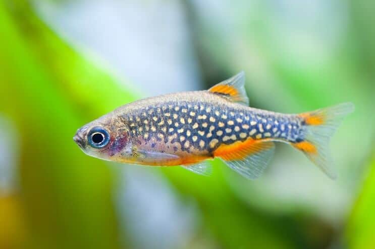 Celestial Pearl Danio