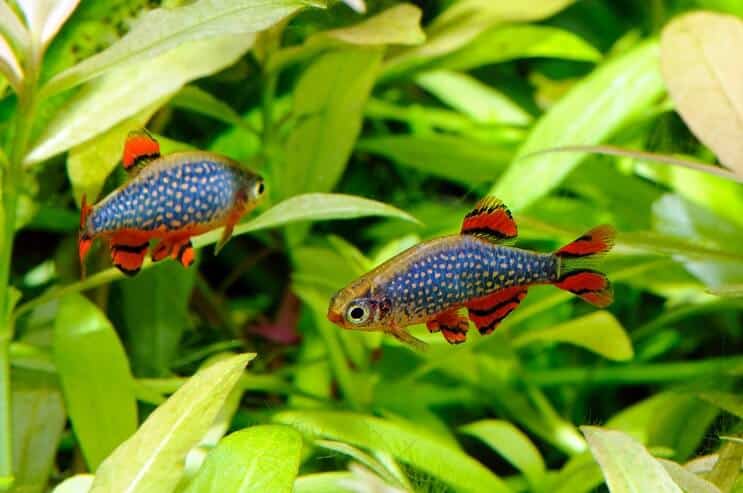 Celestial Pearl Danio in acquario