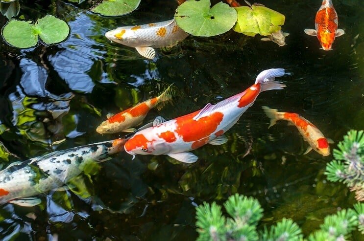 Pesce koi