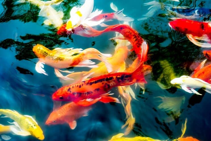 Tipi di pesce Koi