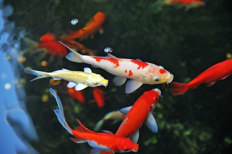 Cura dei pesci Koi