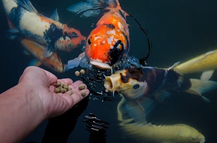 Dieta di pesce Koi