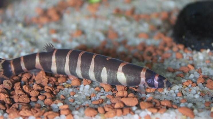 Aspetto di Kuhli Loach