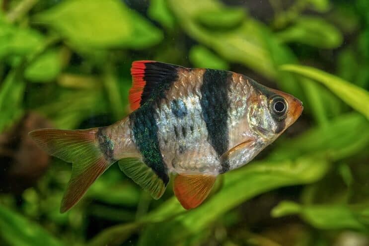 Aspetto di Tiger Barb