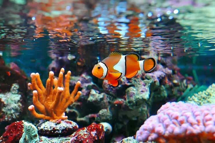 Pesce pagliaccio