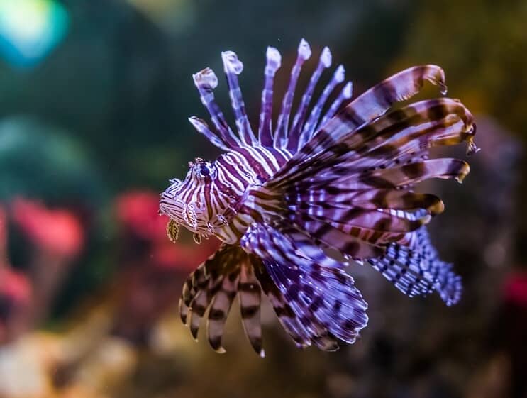 Pesce leone