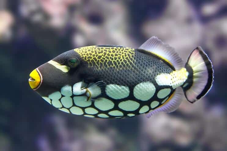 Pesce balestra