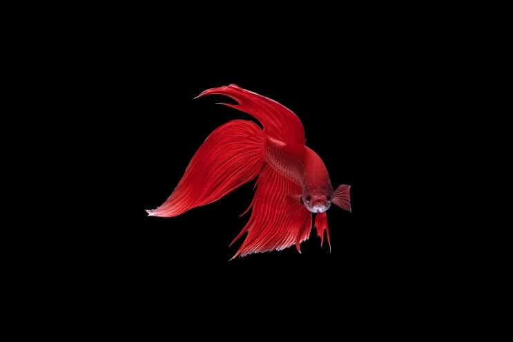 Coda di velo Betta