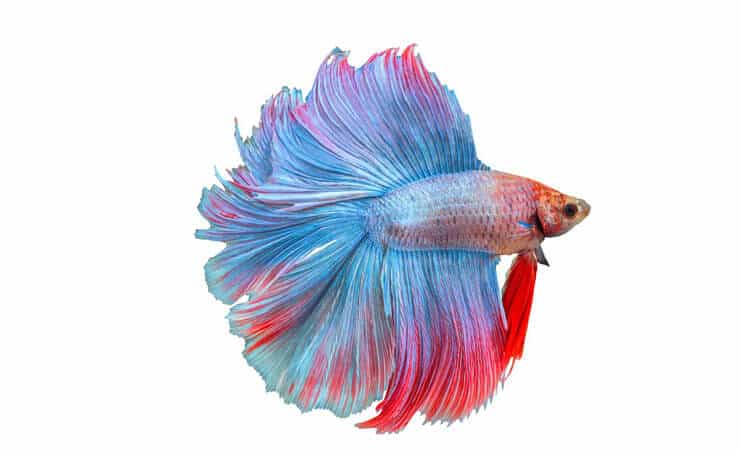 Doppia coda Betta