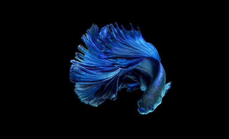 Pesce Betta Blu