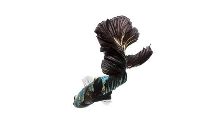 Orchidea nera Betta