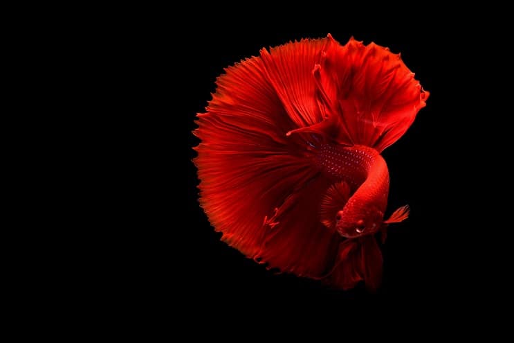 Pesce Betta Rosso