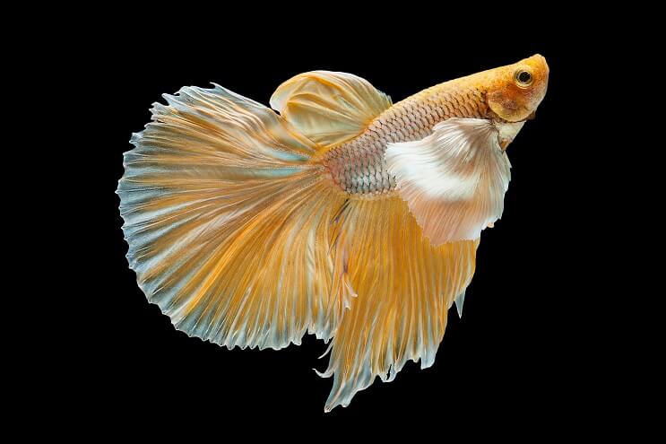 Betta gialla