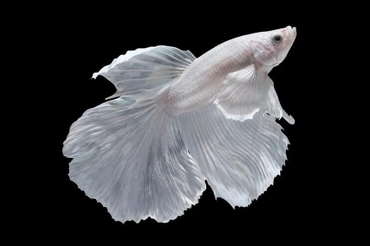 Betta bianca
