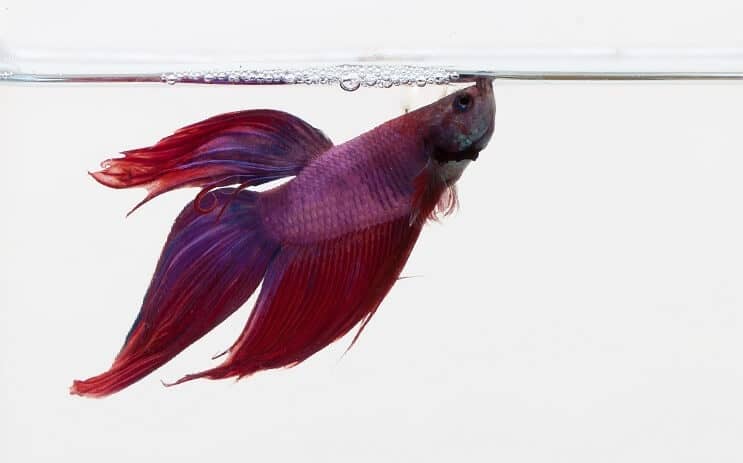 Betta viola