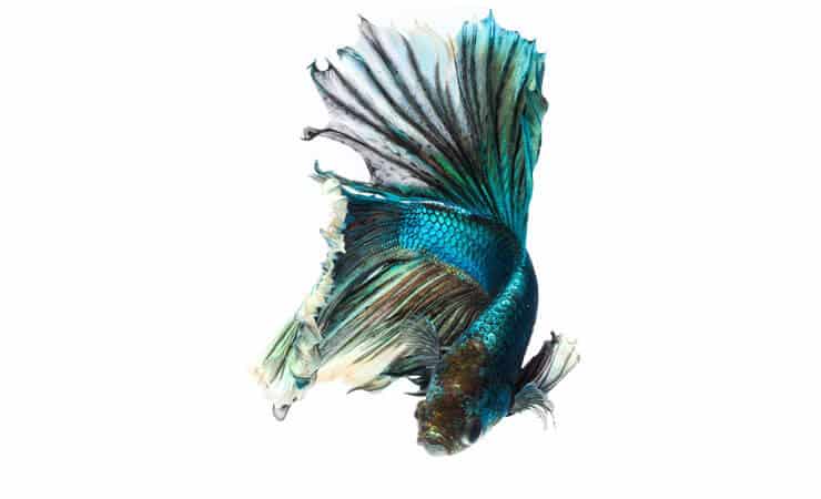 Pesce Betta Verde