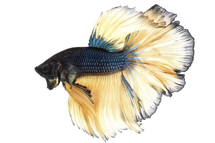 Senape Gas Betta