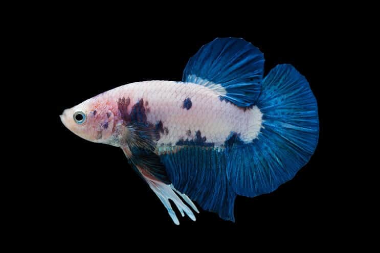 Betta in marmo