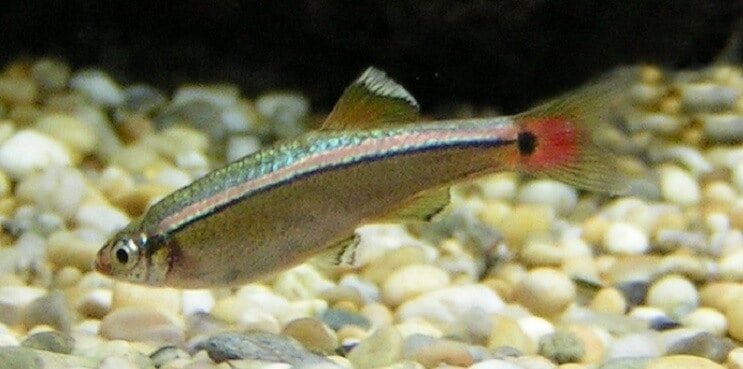 Panoramica di White Cloud Mountain Minnow