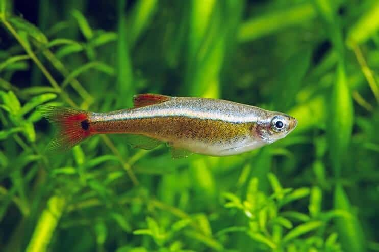 Aspetto di White Cloud Mountain Minnow