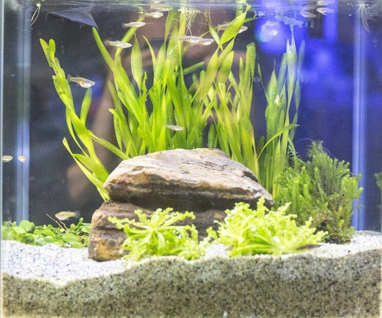 Condizioni del serbatoio di White Cloud Mountain Minnow