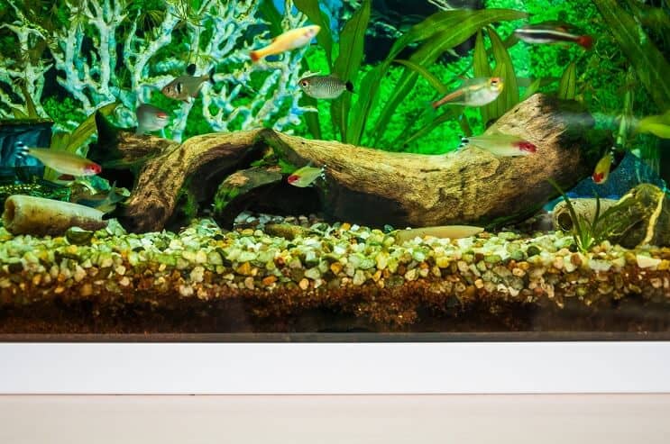 Compagni di vasca White Cloud Mountain Minnow