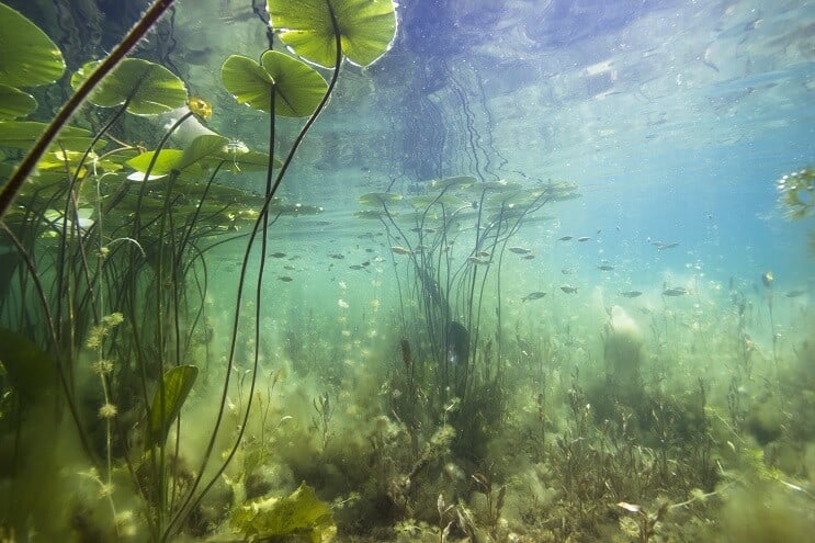 Habitat naturale di Yoyo Loach