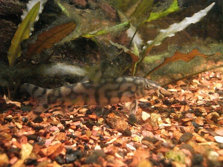Yoyo Loach mangiare