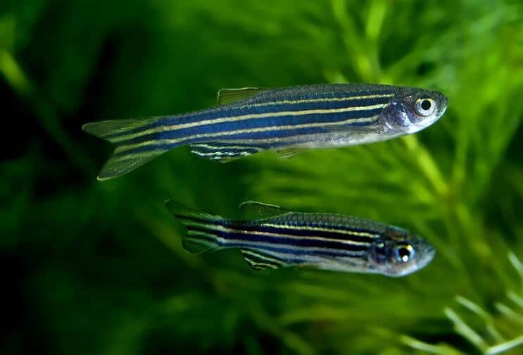 Zebra Danios nuoto