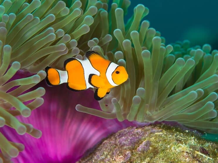 Pesce pagliaccio