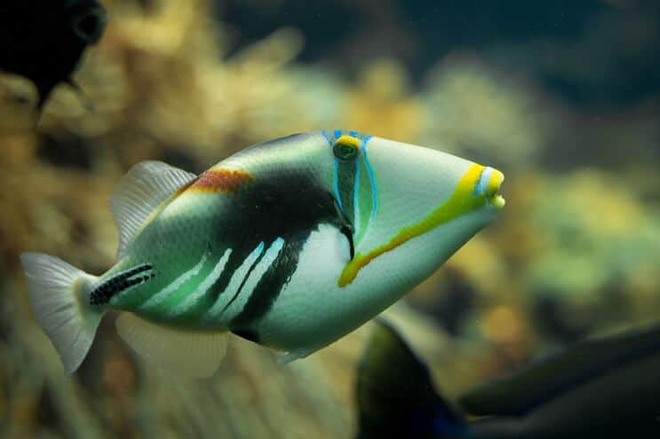 Pesce balestra Picasso