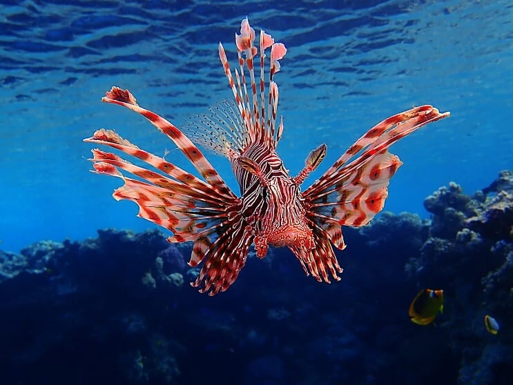 Pesce leone
