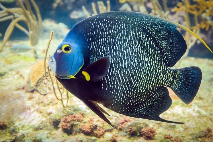 Angelfish francese