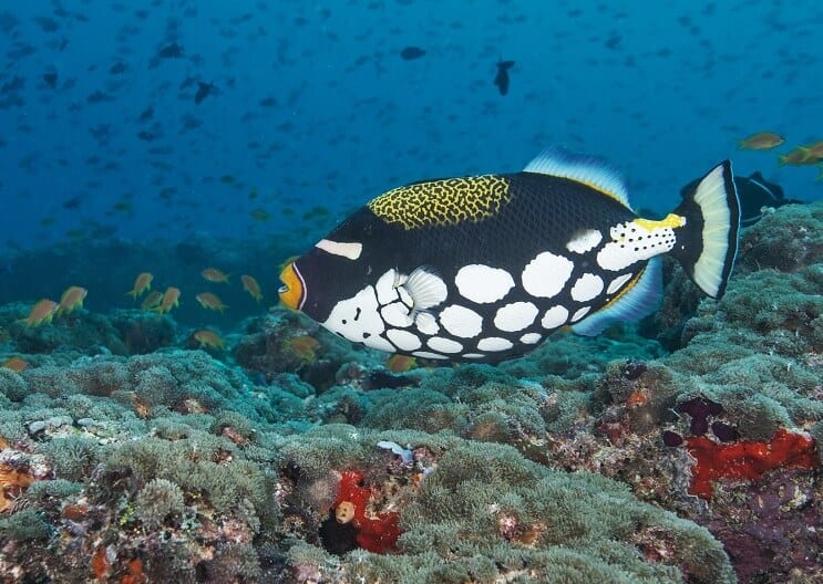 Pesce balestra pagliaccio