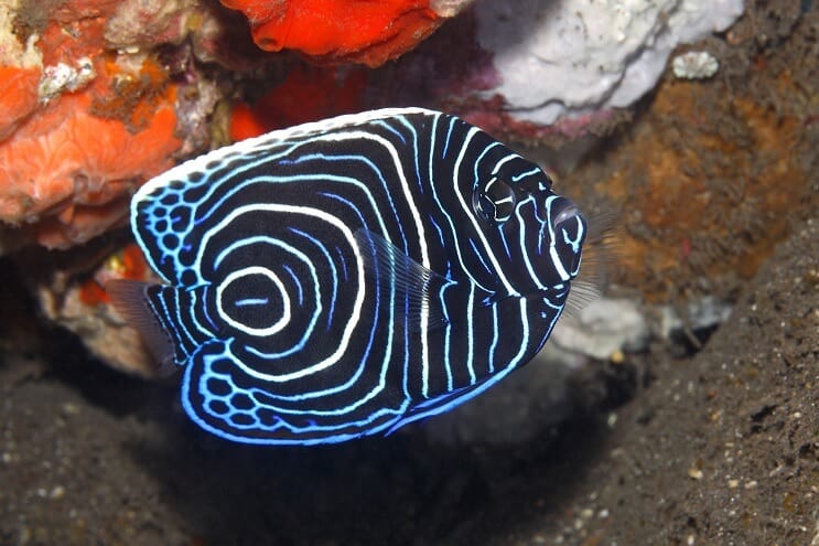 Pesce angelo imperatore giovanile