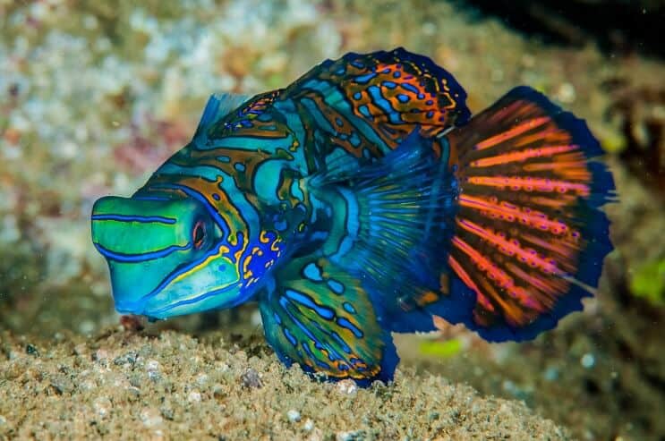 Pesce mandarino