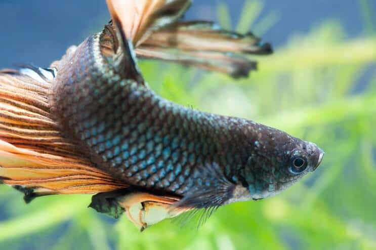 Pesce Betta femmina