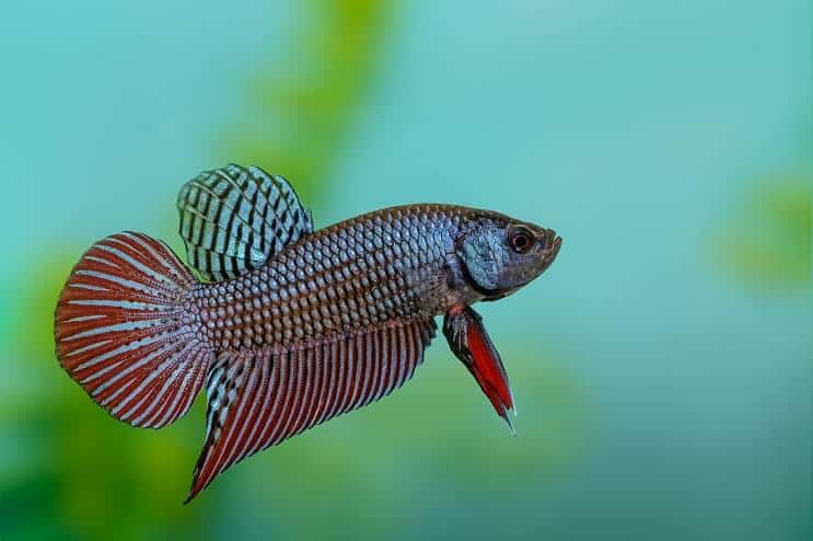Betta Fish