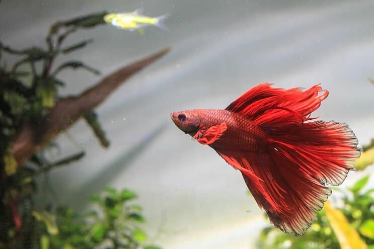Betta pesce che nuota