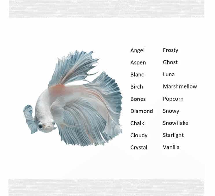 Nomi di pesce Betta