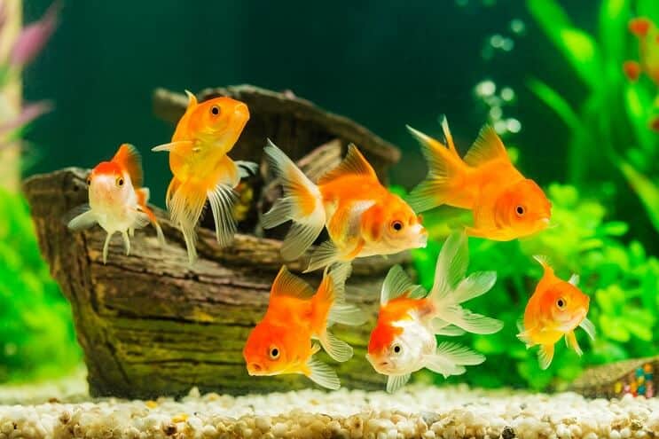 Pesce