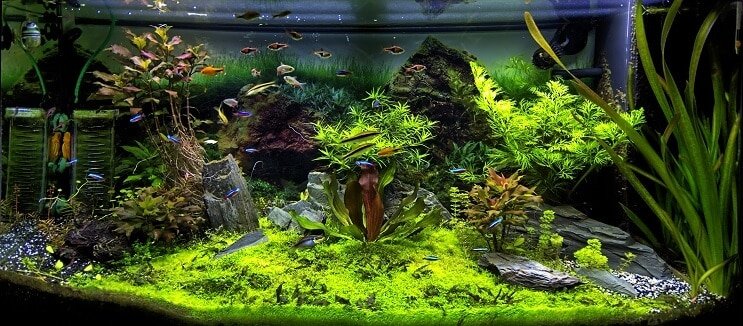Acquario