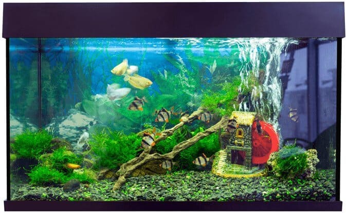Pesce in vasca